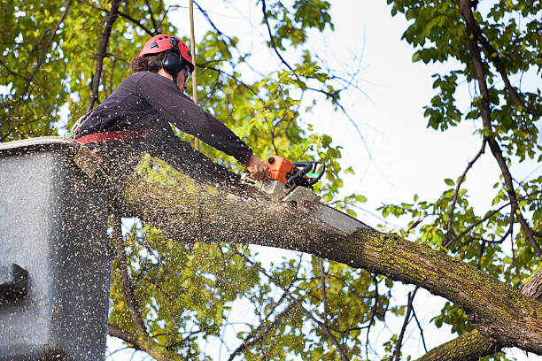 Why Choose Our Tree Removal Services in Tilton Northfield, NH?